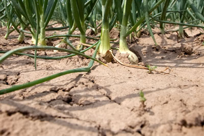 95% of Asda's produce is vulnerable to climate change (photograph: Asda)