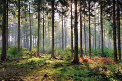 The Queen's Speech was criticised for not including legislation to protect UK forests. Credit: Scotbot/CC BY 2.0