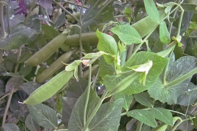 Farmers will be alowed to plant peas crops in ecological focus areas. Credit: Aine D/CC BY-SA 2.0