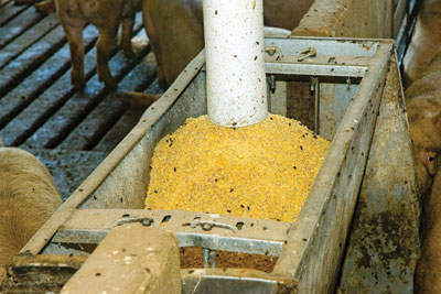 Most UK soya imports go into animal feed. Credit: United Soybean Baord/CC BY 2.0