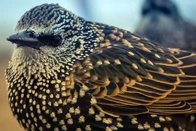 Dutch scientists have shown link between imidacloprid and a decline in insect-eating bird populations such as starlings (photograph: Beverley Goodwin, CC by 2.0)