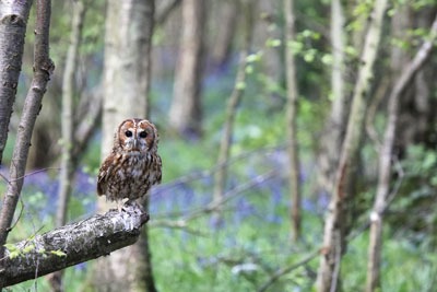 Business have been slow to account for natural capital (photograph: Chris Lorenz/Dreamstime.com)