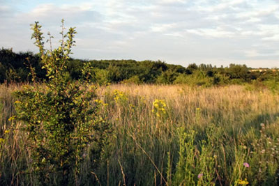 Biodiversity offsets will be used to negate the loss of a field to make way for a 47-home development in Thaxted, Essex, but the loss of green space for locals will not be so easily replaced (photograph: Doug Fry)