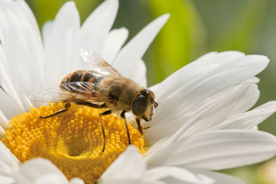 The UK has yet to follow the EU and ban neonicotinoid pesticides (photograph: Luis Carlos Jimenez Del Rio/123RF)