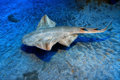 Angel sharks will not be monitored under the government's programme (photograph: aquafun/123RF)