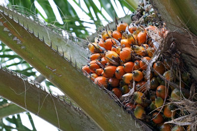 The gap between production and demand for sustainable palm oil is finally shrinking (photograph: Anusorn Phuengprasert Na Chol/123RF)