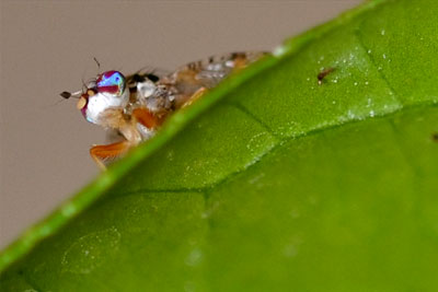 Controversial gm fruit flies are being developed as a method of pest control