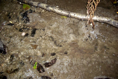 Sewage was discharged into three rivers (photograph: Environment Agency)