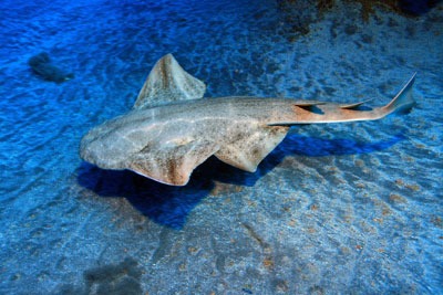 Angel shark (photograph: Aquafun/123RF)