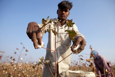 Every year, 20 million tonnes of cotton is produced across 90 countries (photograph: CottonConnect)