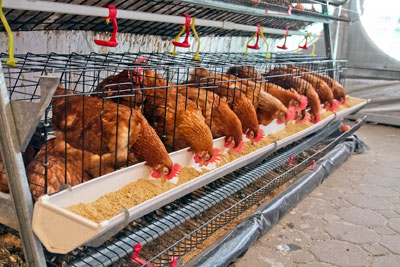 Increases in Northern Ireland's ammonia emissions are driven almost entirely by farming (photograph: Natthapong Khromkrathok/123RF)