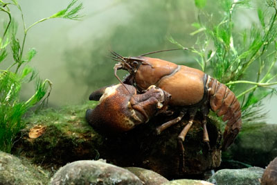 Control of invasive species such as the signal crayfish were among the indicators used to assess progress towards biodiversity goals (photograph: Michael Lane/123RF)