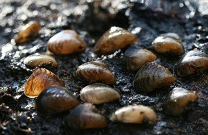 The invasive quagga mussel has been discovered in England for the first time (credit: DEFRA)