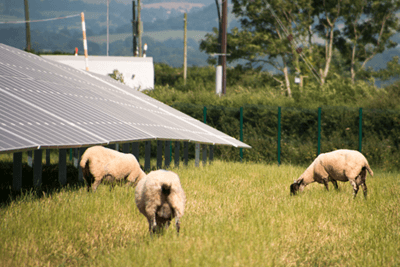 Sheep grazing on land between solar panels at Marley Thatch solar farm in Devon (photograph: Lightsource Renewable Energy)