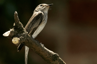 Population numbers of the spotted flycatcher is in decline (photograph: Andrew Hay/RSPB)