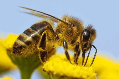 Pollinator strategy: no pesticide targets (photograph: Daniel Prudeck/123RF)