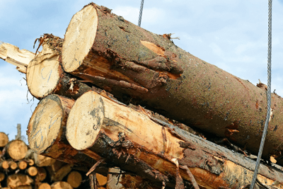 Thirteen million hectares of forest is lot annually (photograph: Shvadchak Vasyl/123RF)