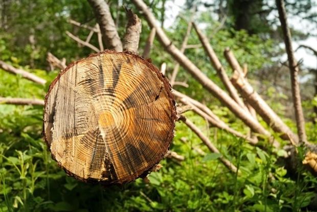 Synthetic materials such as viscose, modal and lyocell originate from wood (photograph: altomedia/123RF)