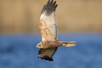 Marsh harriers, which have increased in number, receive a high level of protection across the EU (photograph: RSPB)