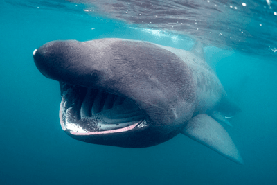 A basking shark (photograph: JP Trenque)