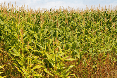 The European Parliament has strengthened national GM opt outs (photograph: stocksolutions/123RF)