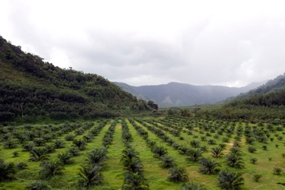 Only 18% of current global palm oil yield is certified by the RSPO as sustainable (photograph: Nirut Joramas)