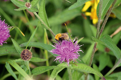 In the UK the great yellow bunblebee can now only be found in the most northerly reaches of Scotland (photograph: Far Closer/CC BY 2.0)