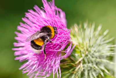 Natural England will stop issuing licences for non-native bumblebees from next year (photograph: sborisov/123RF)