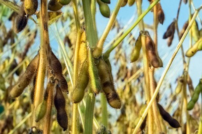 Demand for agricultural crops such as soybeans is driving deforestation