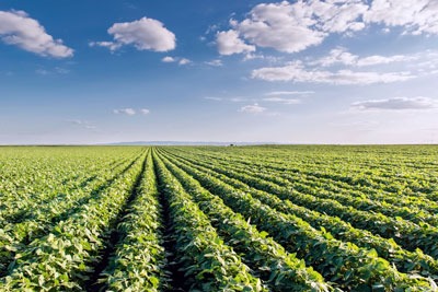 Soy bean field Photo: Dusan Kostic rf123