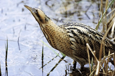 A bittern. Photo: Andy Hay RSPB