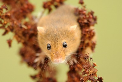 Harvest mouse Photo: Amy Lewis