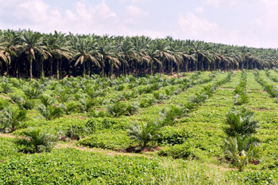 Sustainable palm oil in the UK has increased for the fifth year running (Photo: Kim-Pin-Tat)