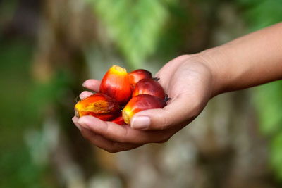 95% of the palm oil used to make Sainsbury’s own-brand products is now certified sustainable (Photo: Laurent-Dambies)