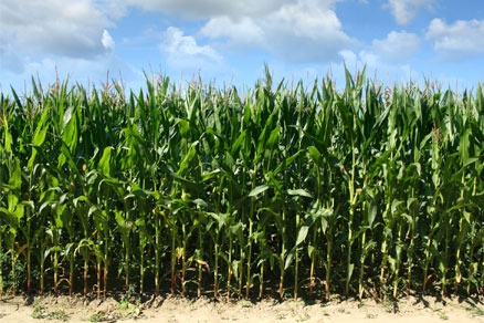 Genetically modified corn (photograpah: anthonycz/123RF)