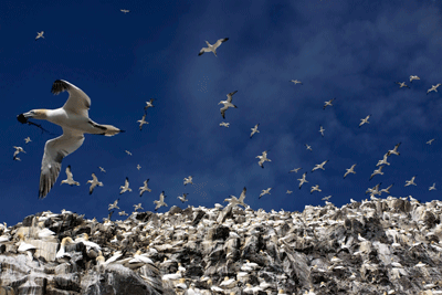 Wind farms could have an adverse impact on Bass Rock's gannet colony in the Firth (photo: RSPB Scotland)