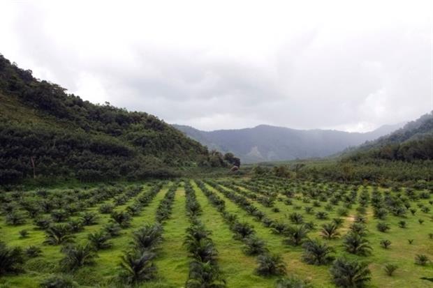 Mars uses 0.2% of the world’s palm oil supplies (Photo: Nirut Joramas)