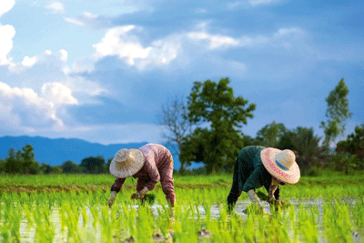 Water crisis: global food production must reduce the use of water by 20% (photograph: Chatrawee Wiratgasem/123RF)