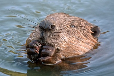 Eurasian beaver (photo: Alaexy Sokolv rf123)