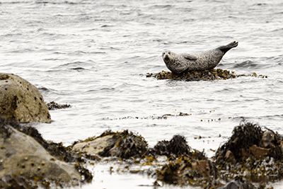 Harbour seal (photograph: David Head/123RF)