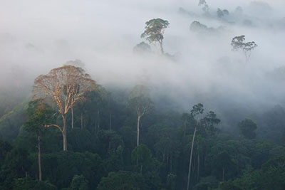 Each year an average of 13 million hectares of forest disappears (photograph: Katherine Secoy/Global Canopy Programme)