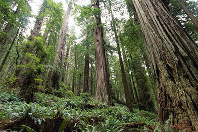 Tetra Pak is a founding member of the FSC (photograph: Tetra Pak)