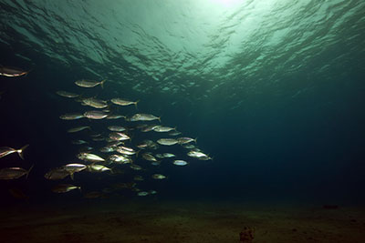 Atlantic mackerel (photograph: Stephan Kerkhofs/123RF)