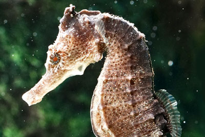 Marine diversity has become essential (photograph: Visarute Angkatavanich/123RF)