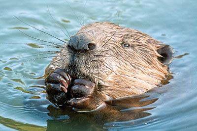 Damage control and the beaver (photograph: Alaexy Sokolv/123RF)