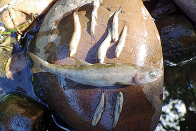 Two passers by found dead fish in Woodbury's Polly Brook as a result of South West Water's pollution (photograph: Environment Agency)