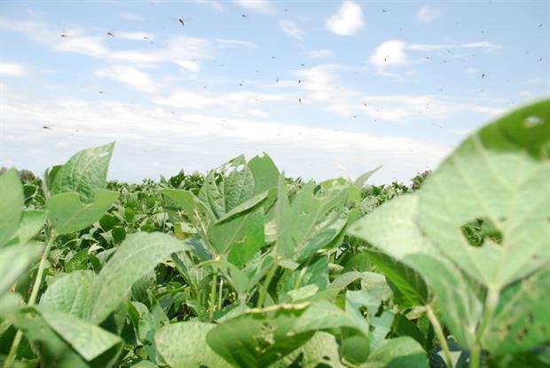 Crops such as soya account for a large proportion of current biofuel production (photograph: Round Table Responsible Soy)