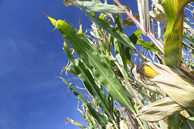 GM corn (Photo: fullempty rf123)