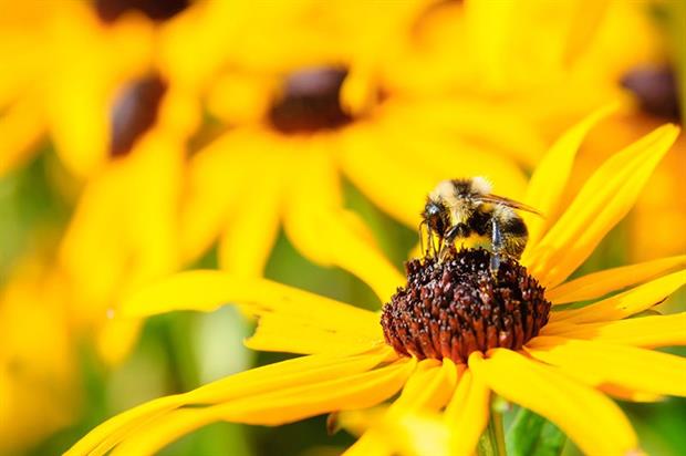 EU is 'not likely' to meet its 2020 target of halting biodiversity loss with current policies (photograph: andym80/123RF)