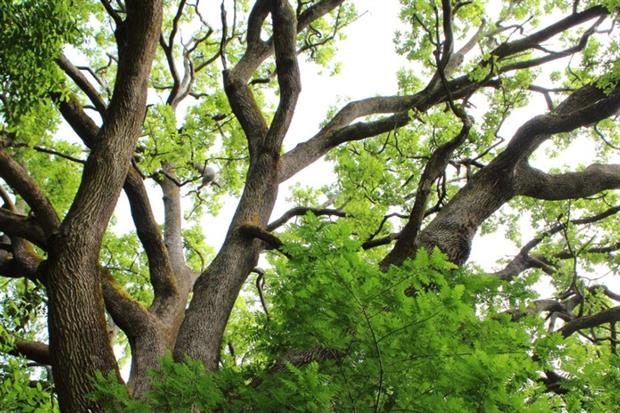The Communities and Local Government Committee has criticised the government over lack of protection for woodlands in the NPPF (photograph: artag/123RF)